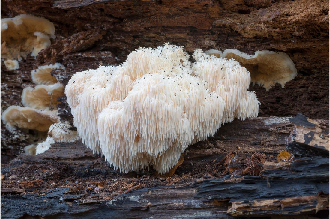 Lion's Mane Mushrooms 