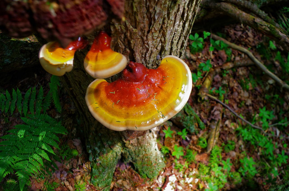 Reishi Mushroom Growing Kit