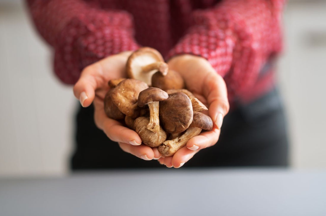 Shiitake Mushrooms Hunt